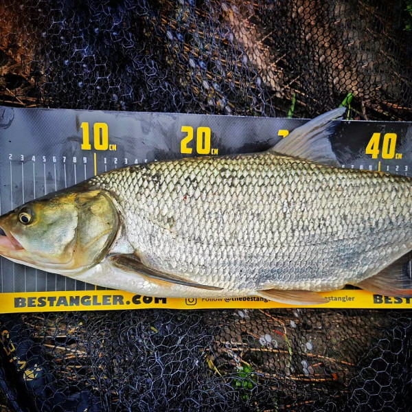 Instagram @thebestangler